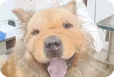 Extra Ocular Cosmetic Surgeries