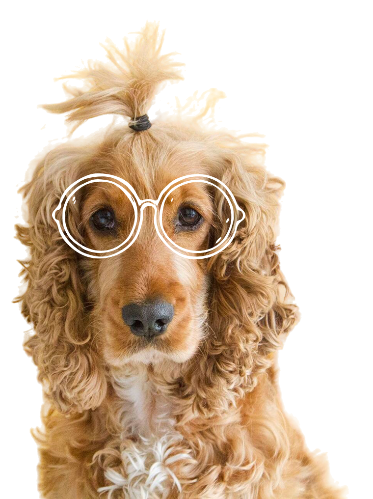 Dog with glasses